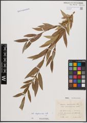 Foto von Salix daphnoides Vill.